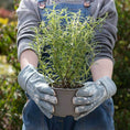 Load image into Gallery viewer, Children's Gardening Gloves | Beatrix Potter
