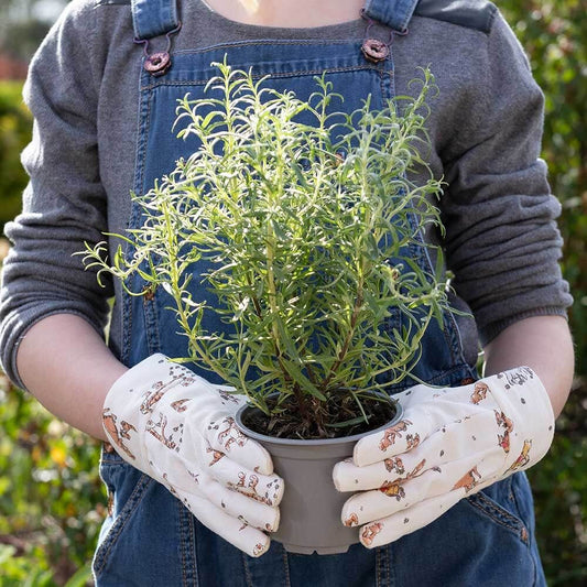 Children's Gardening Gloves | Winnie The Pooh